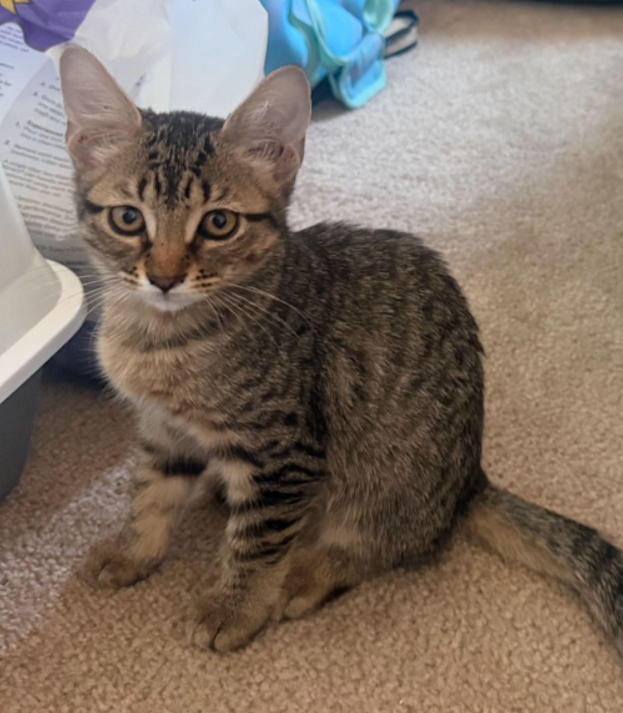 Toast, Adopted, Kitten Female Tabby & Domestic Short Hair.