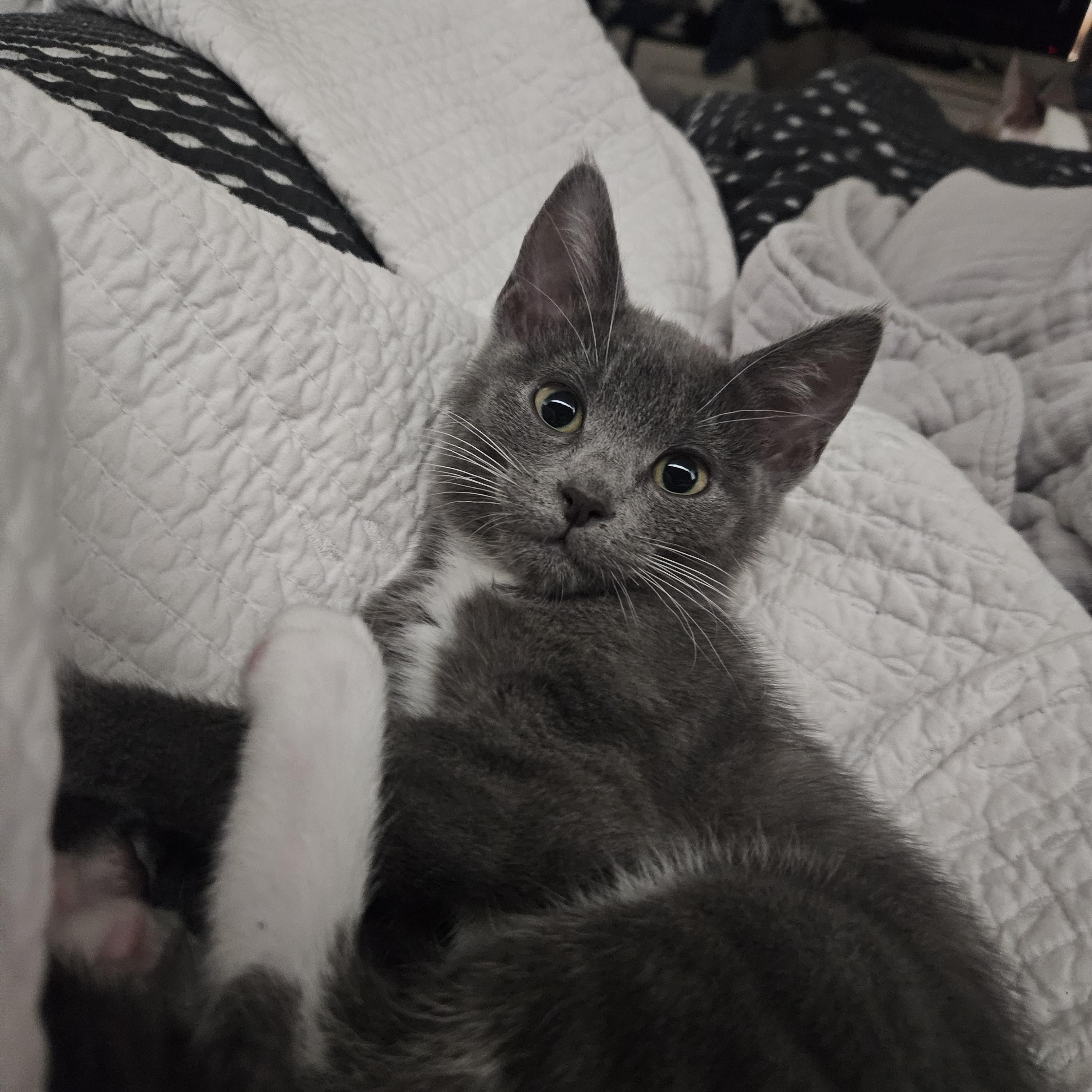 Enlarge Ella D, an adopted Tuxedo in Fresno, CA image 5/6