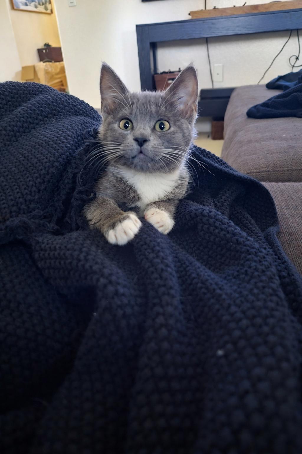 Ella D, adopted, Kitten Female Tuxedo.