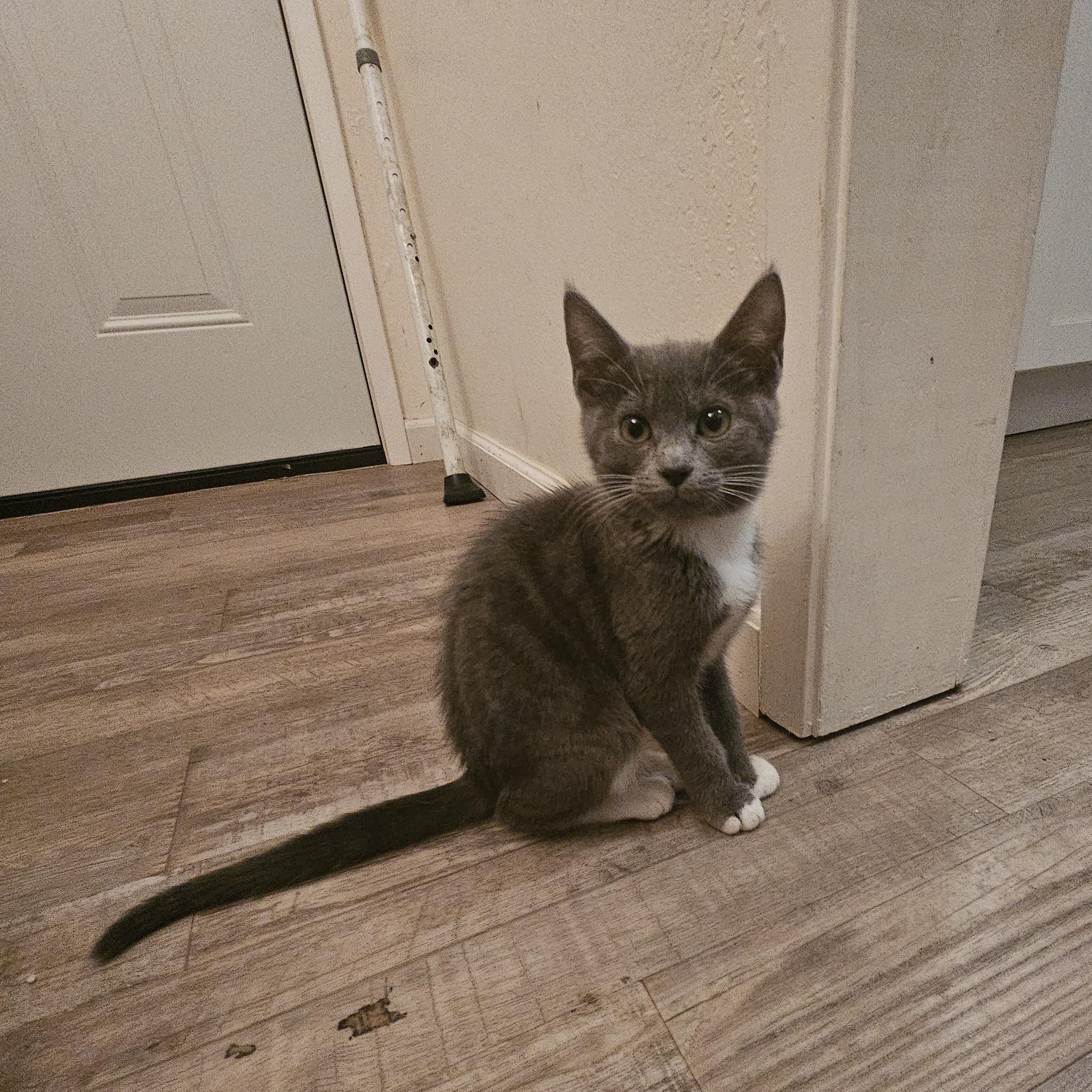 Enlarge Ella D, an adopted Tuxedo in Fresno, CA image 6/6