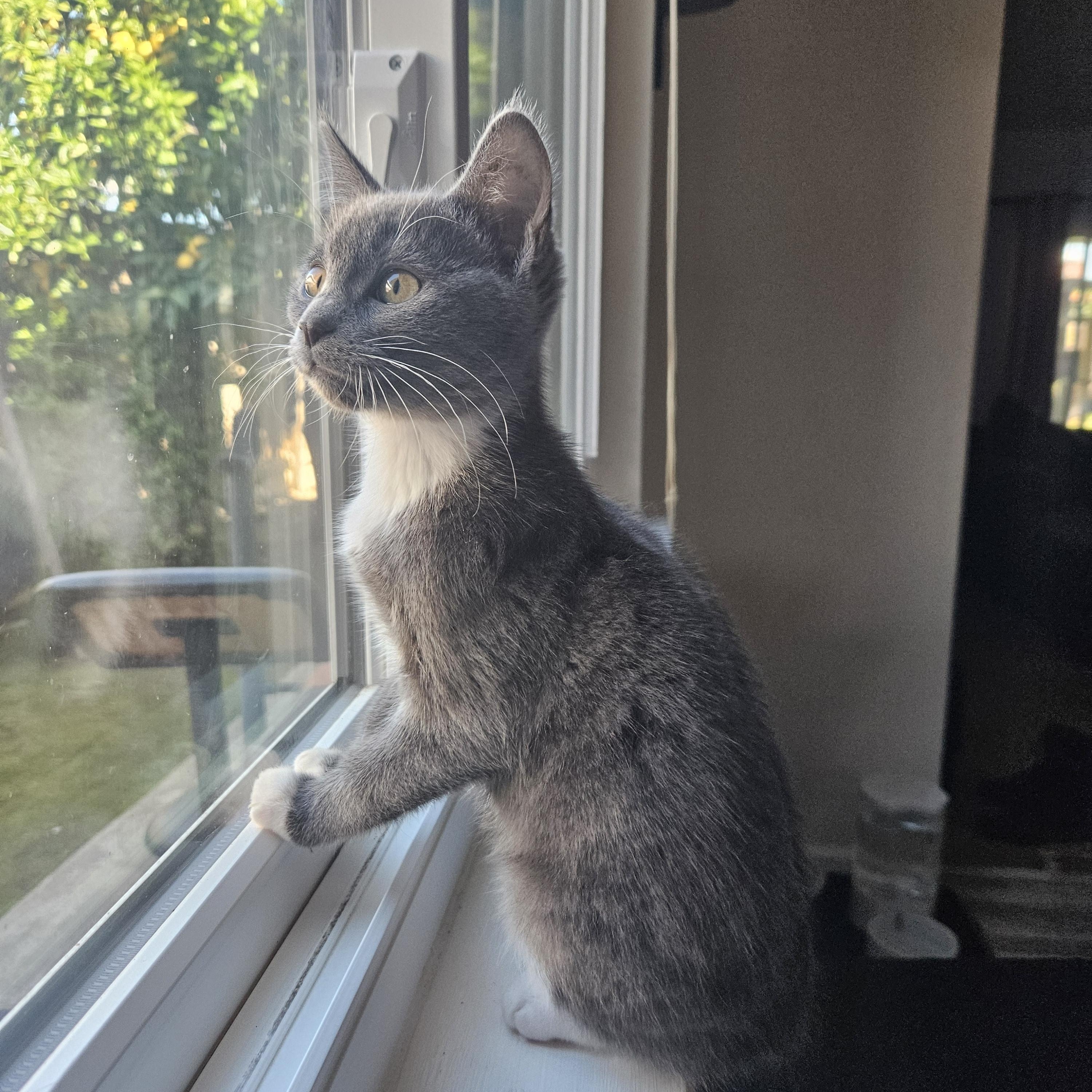 Enlarge Ella D, an adopted Tuxedo in Fresno, CA image 2/6