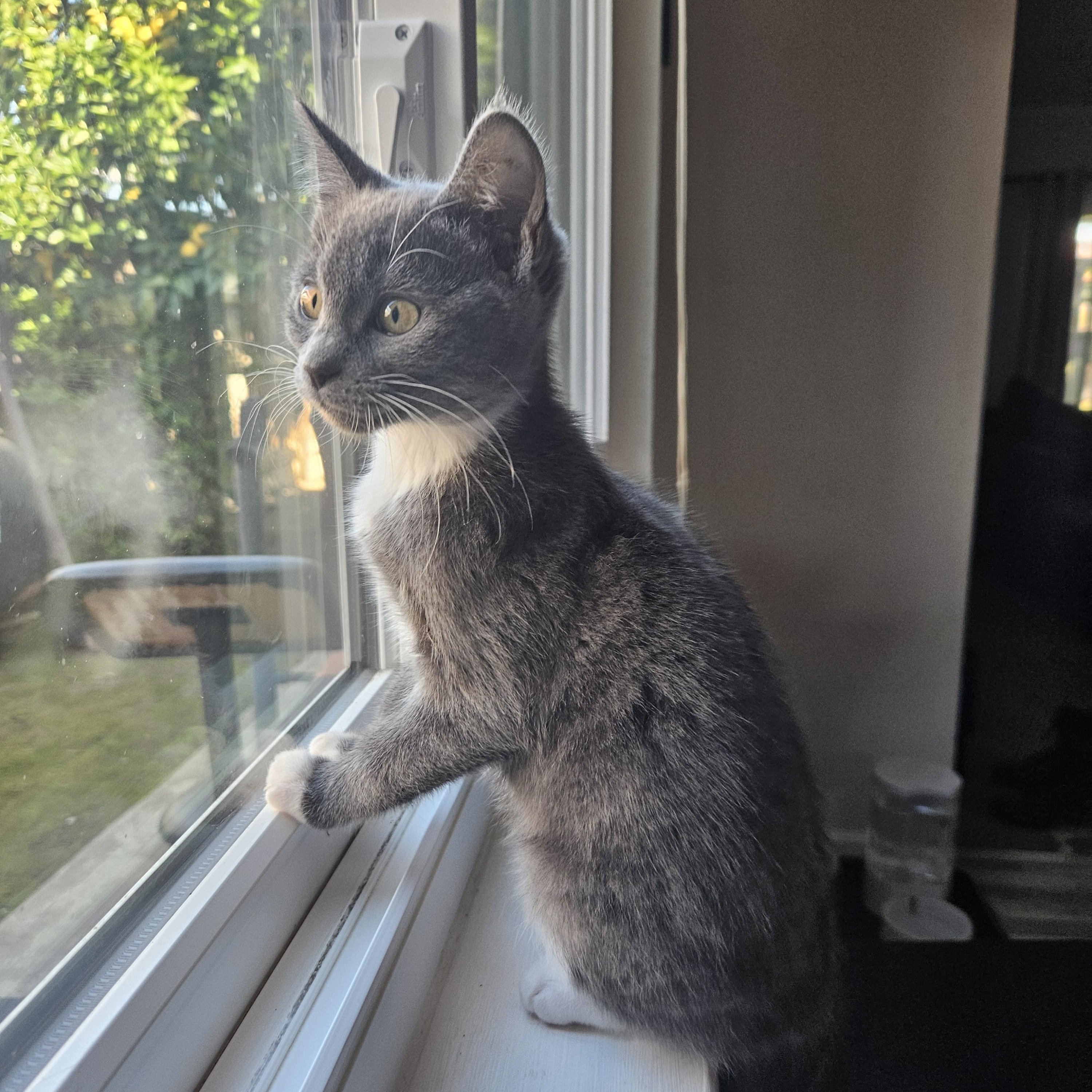 Enlarge Ella D, an adopted Tuxedo in Fresno, CA image 3/6