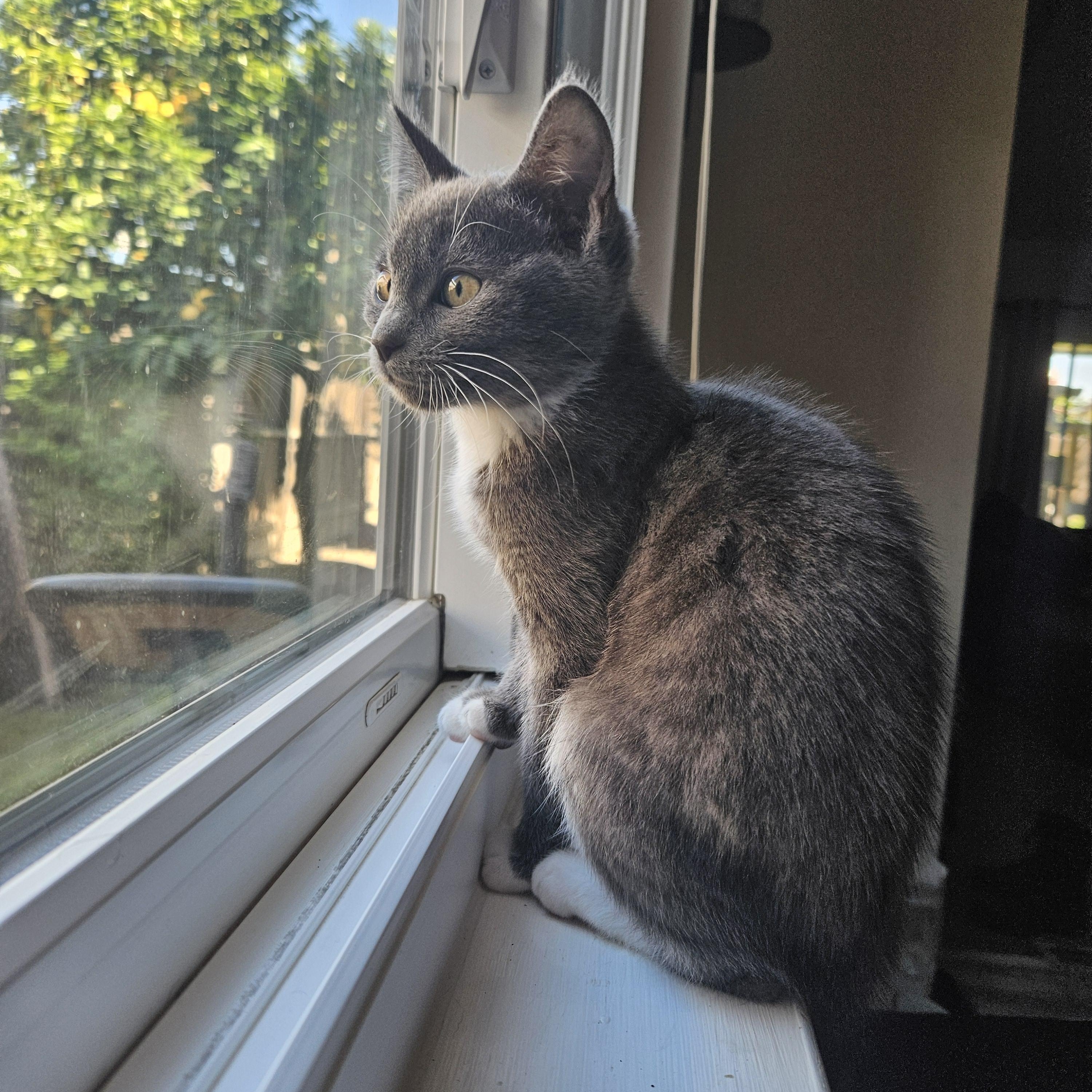 Enlarge Ella D, an adopted Tuxedo in Fresno, CA image 4/6