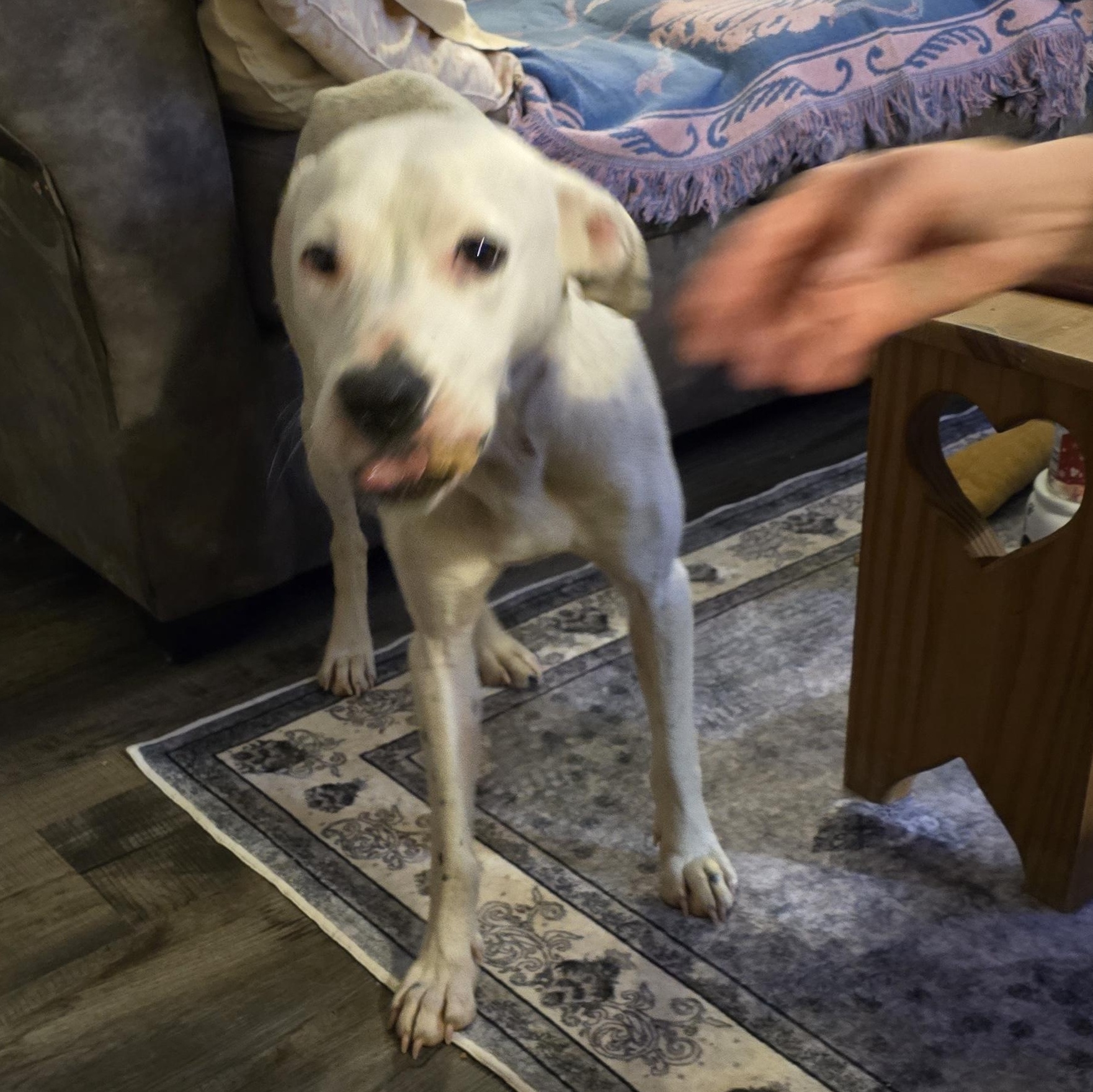 Halo, a ADOPTABLE Mixed Breed in McCrory, AR image 3/3