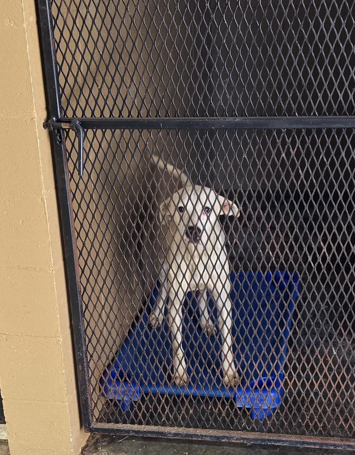 Halo, a ADOPTABLE Mixed Breed in McCrory, AR image 2/3