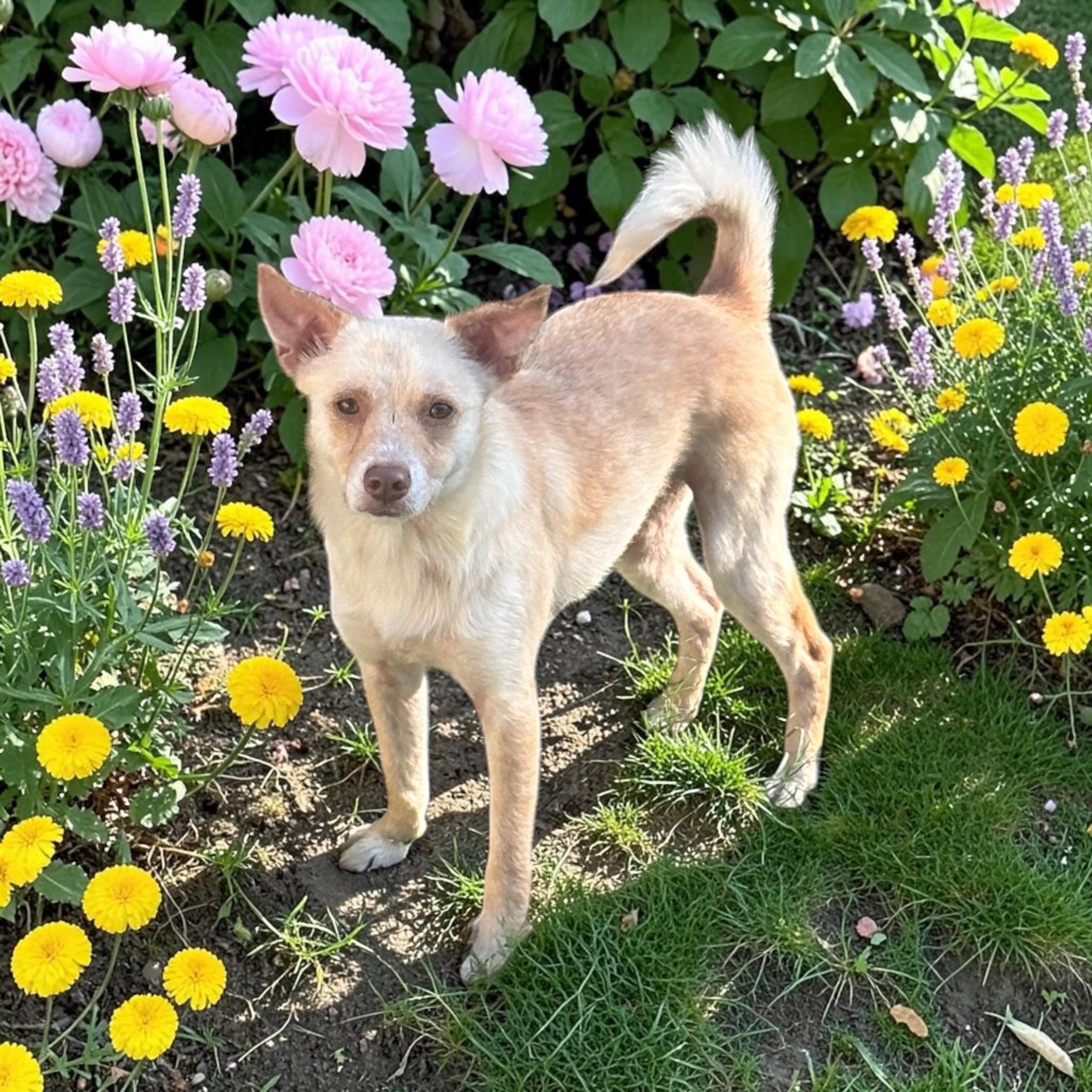 Enlarge Adelia, a Adoptable mixed breed in Benbrook, TX image 4/5