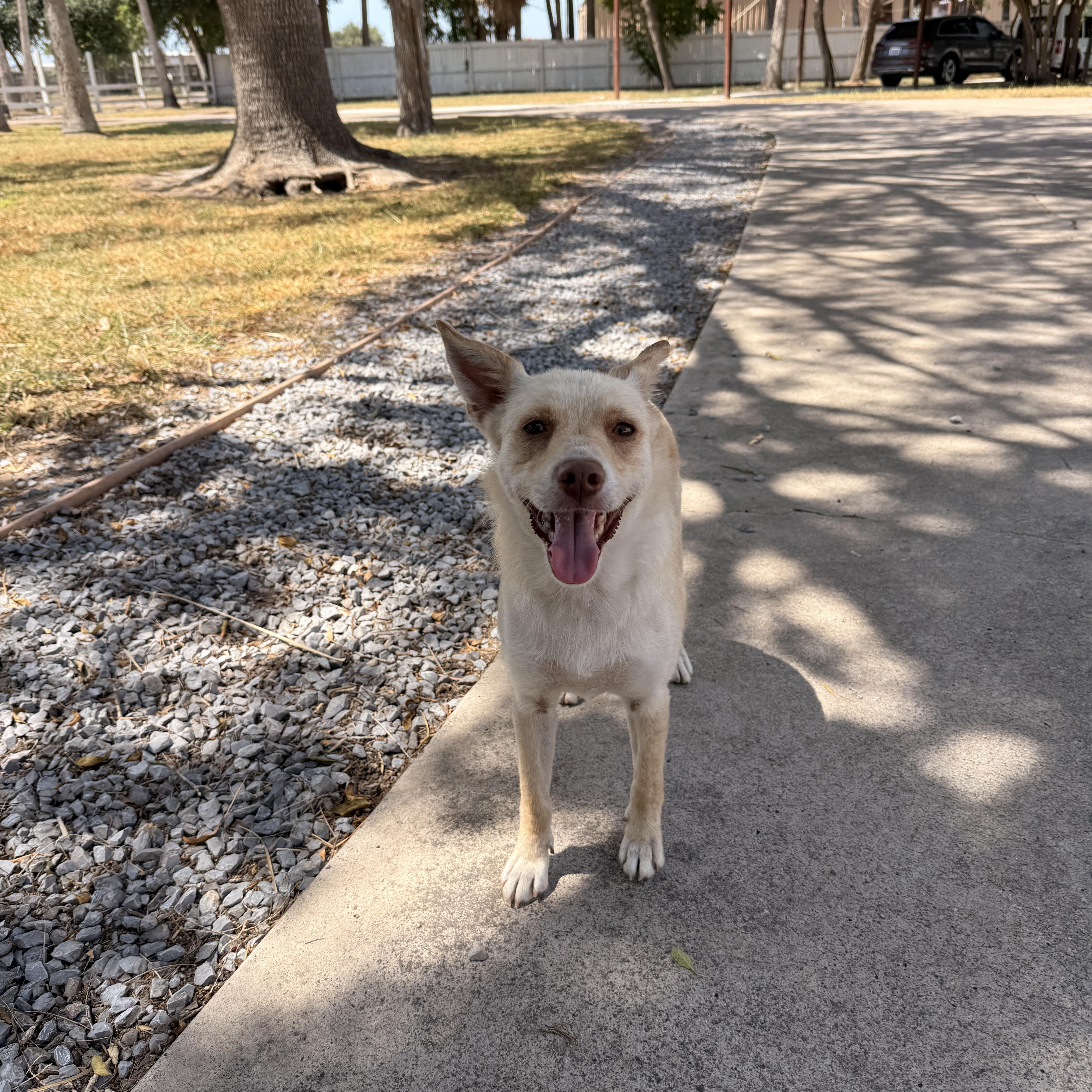 Enlarge Adelia, a Adoptable mixed breed in Benbrook, TX image 2/5