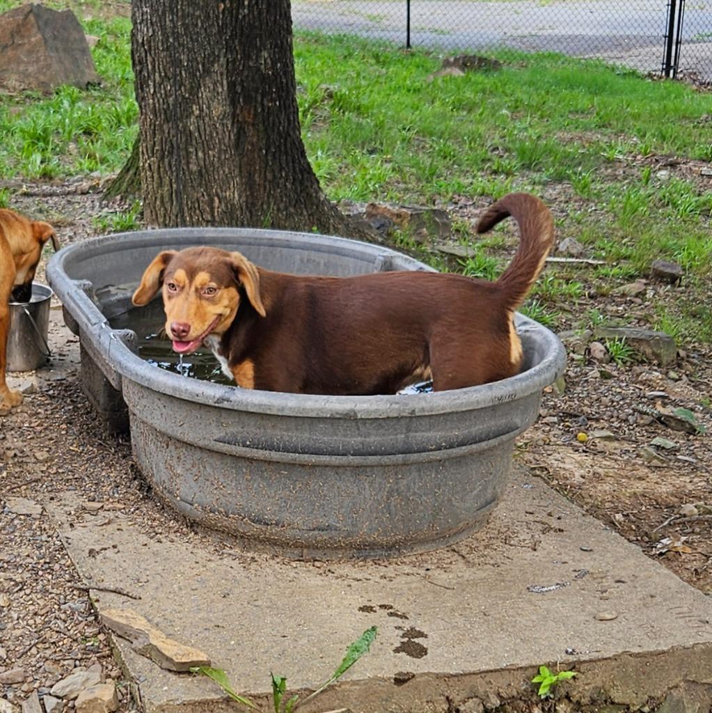 Biscotti, Adoptable, Puppy Female Australian Shepherd & Mixed Breed.