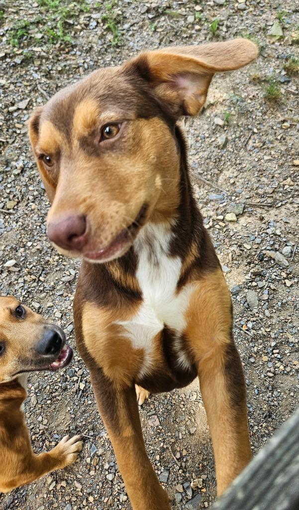 Biscotti, a Adoptable mixed breed in Sherwood, AR image 2/6