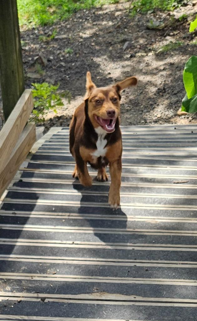 Biscotti, a Adoptable mixed breed in Sherwood, AR image 4/6