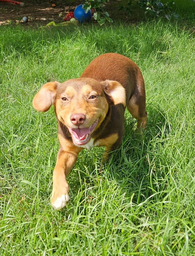 Biscotti, a Adoptable mixed breed in Sherwood, AR image 5/6