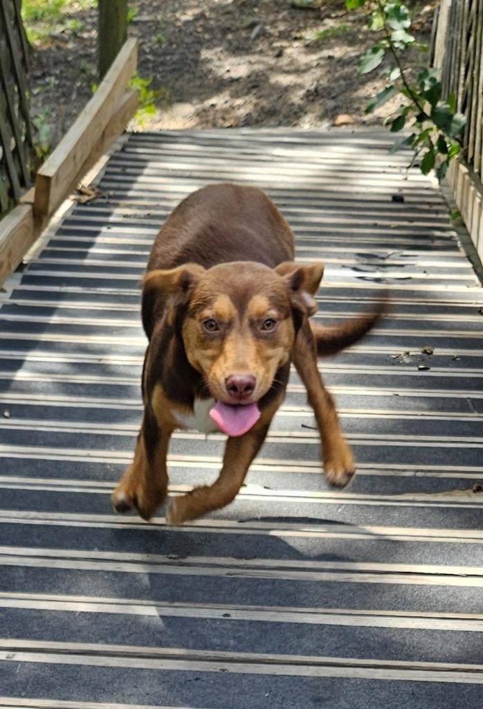 Biscotti, a Adoptable mixed breed in Sherwood, AR image 6/6