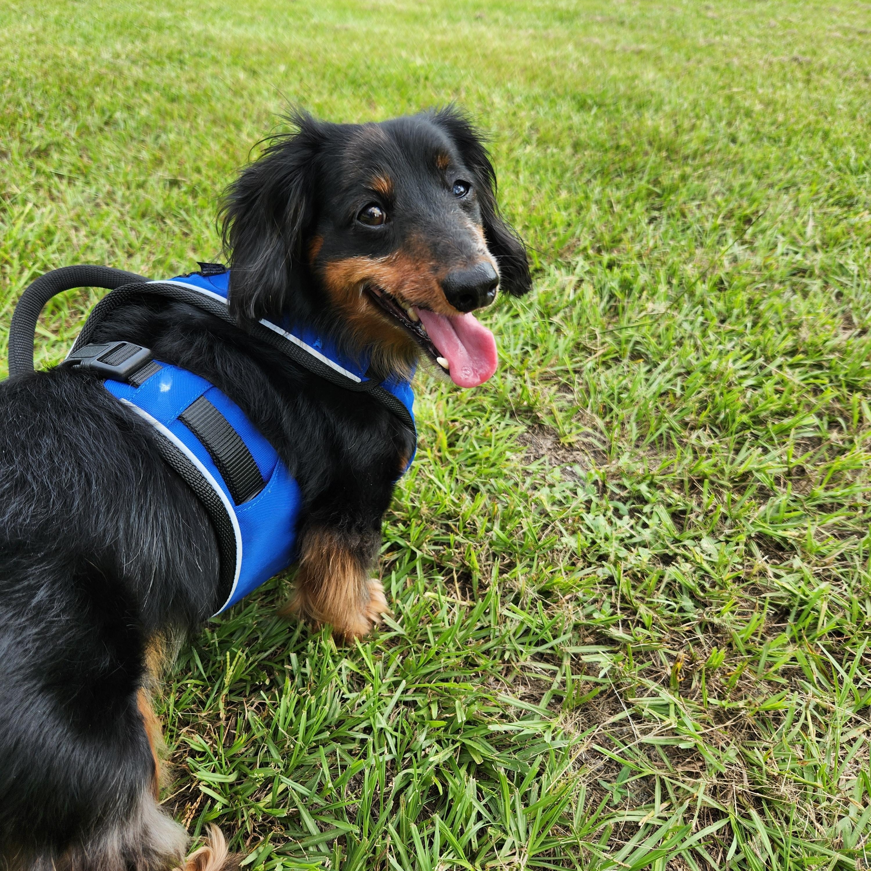 Frank, a ADOPTABLE Dachshund (Long Haired) in Conway, SC image 2/3
