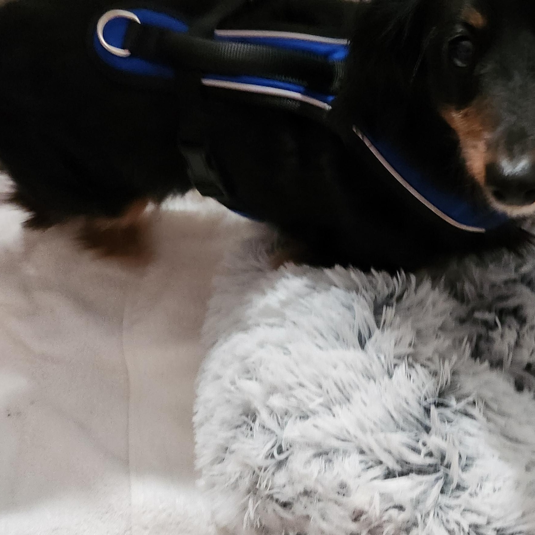 Frank, a ADOPTABLE Dachshund (Long Haired) in Conway, SC image 3/3