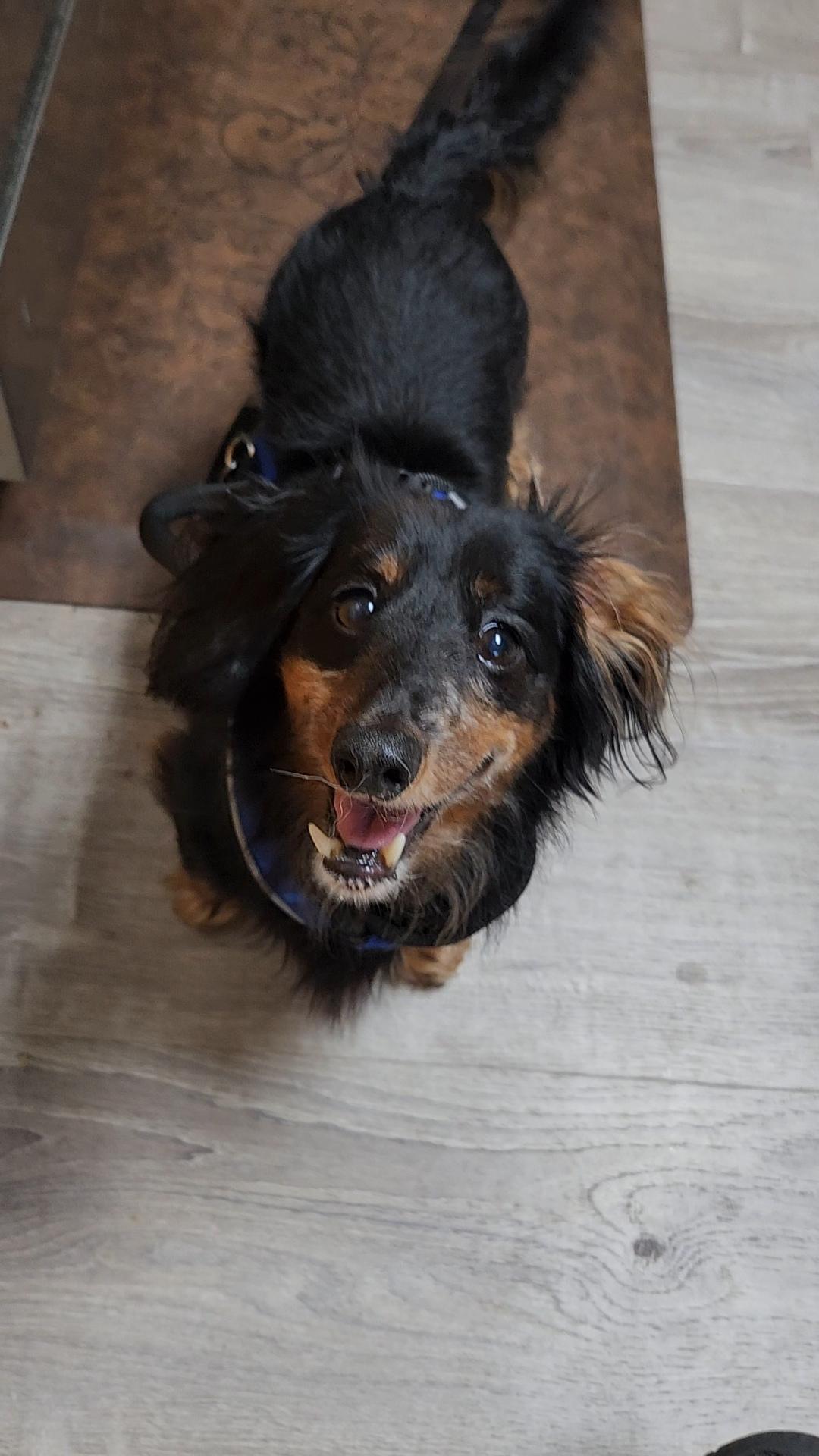 Frank, ADOPTABLE, Adult Male Dachshund (Long Haired).