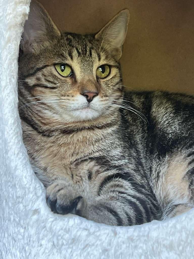 Thour, a Adoptable Tabby in Miami, FL image 1/4