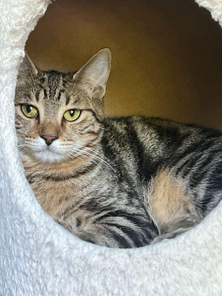 Thour, a Adoptable Tabby in Miami, FL image 2/4
