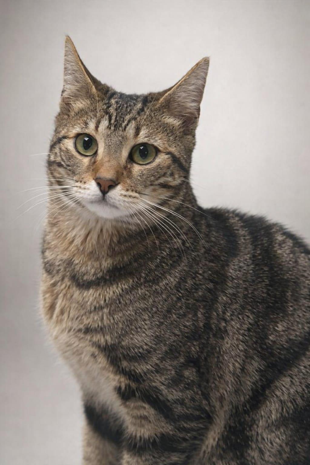 Enlarge Thour, an adoptable Tabby in Miami, FL image 1/4