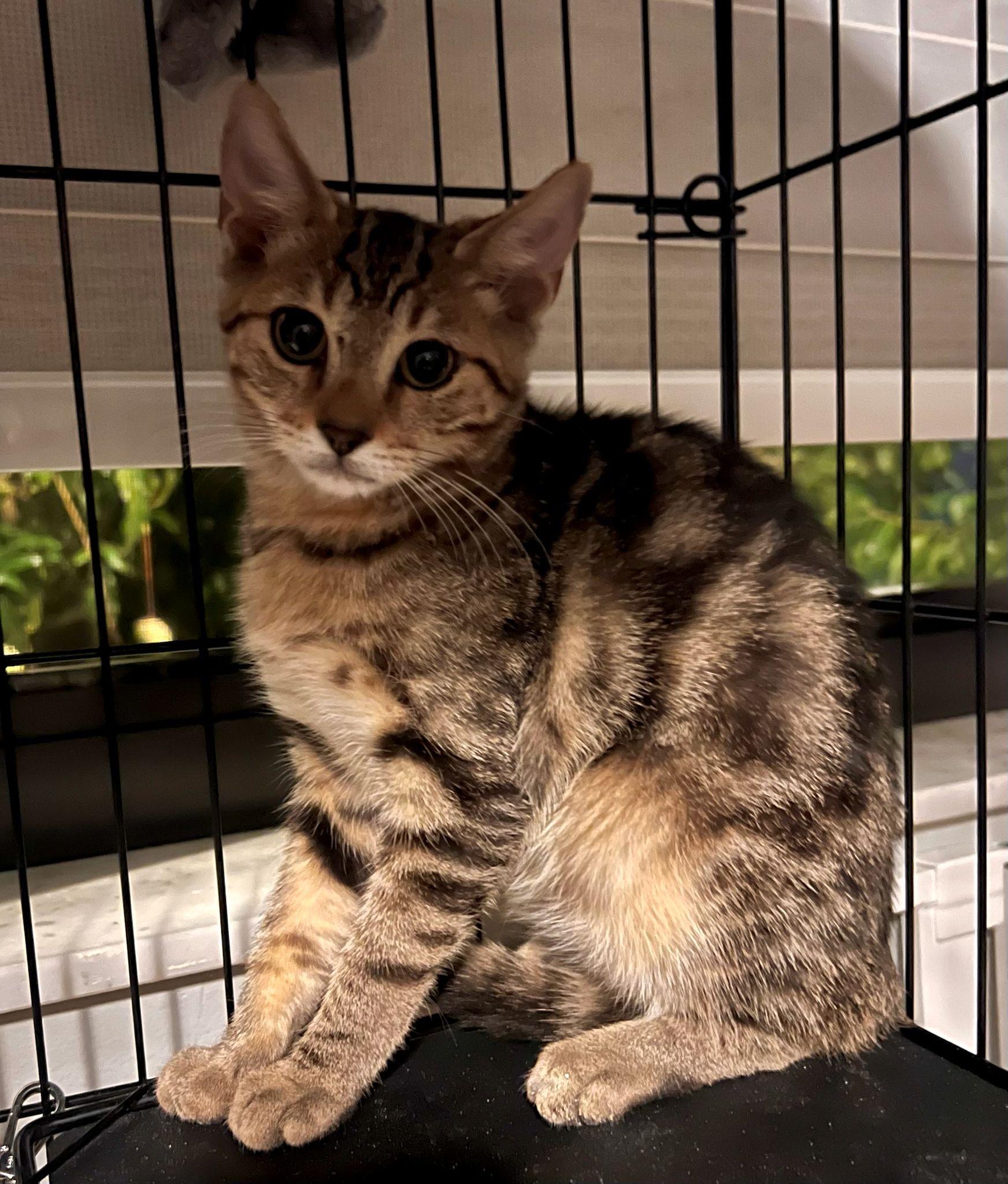 Thour, a Adoptable Tabby in Miami, FL image 3/4