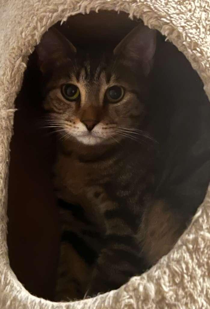 Thour, a Adoptable Tabby in Miami, FL image 4/4