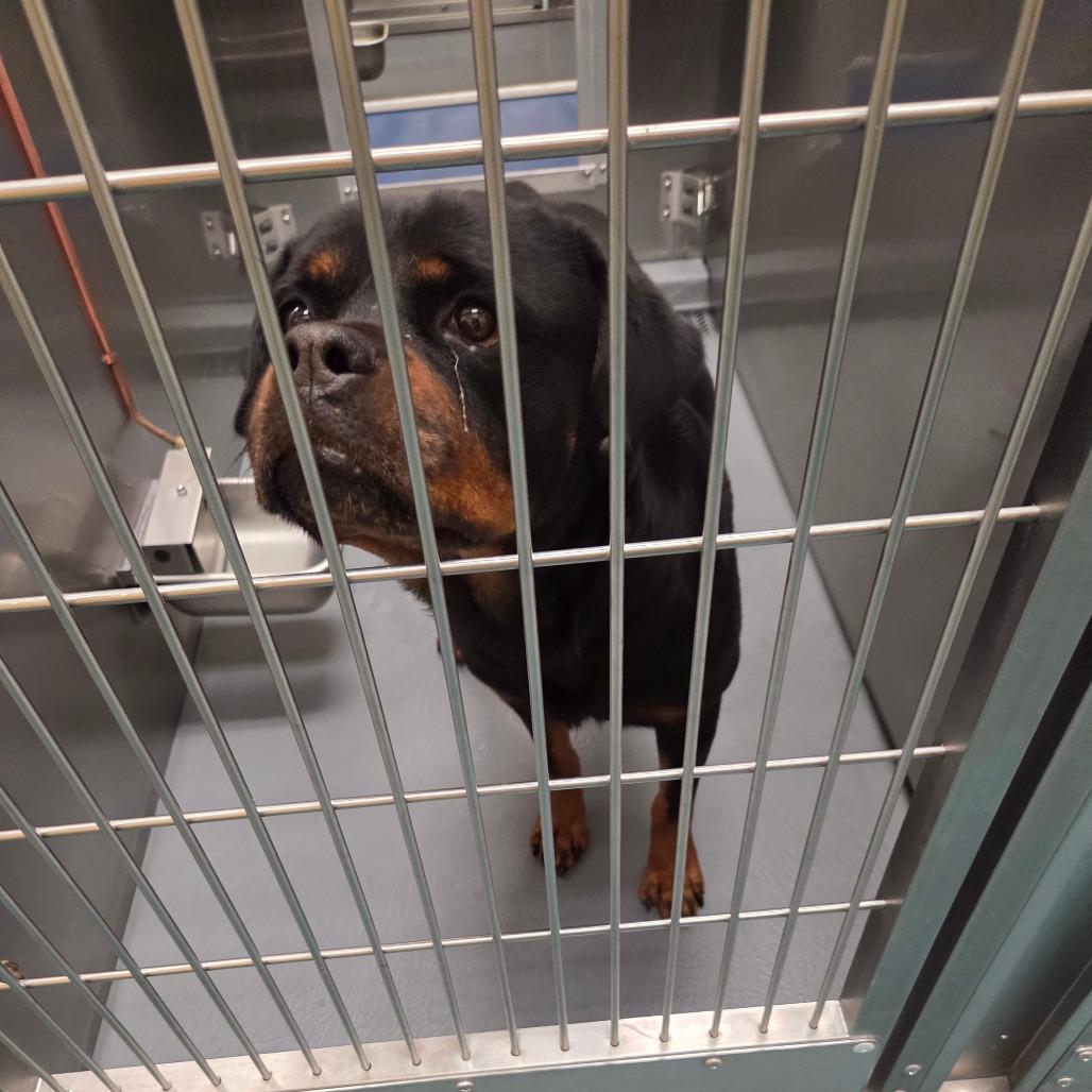 Enlarge Chloe, a Adoptable Mixed Breed in Clarksville, TN image 2/6