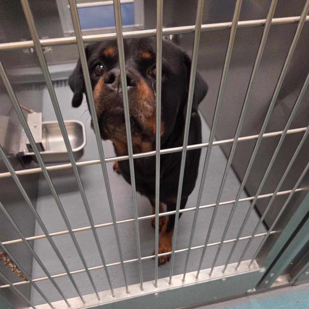 Enlarge Chloe, a Adoptable Mixed Breed in Clarksville, TN image 3/6