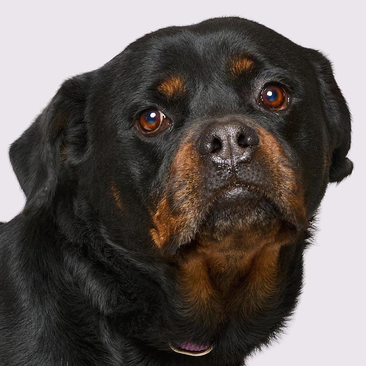 Enlarge Chloe, a Adoptable Mixed Breed in Clarksville, TN image 6/6