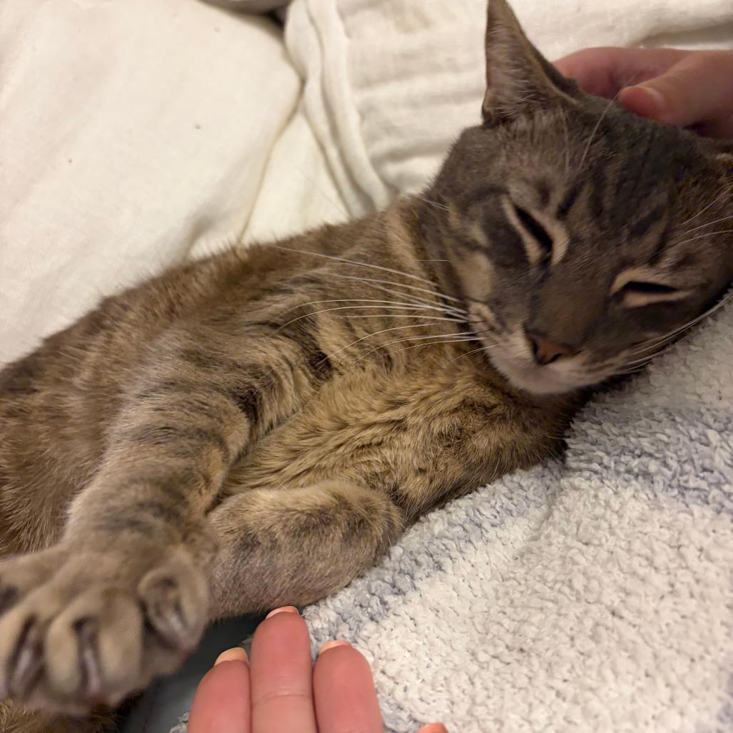 Sonny BBQute — thumbnail 3