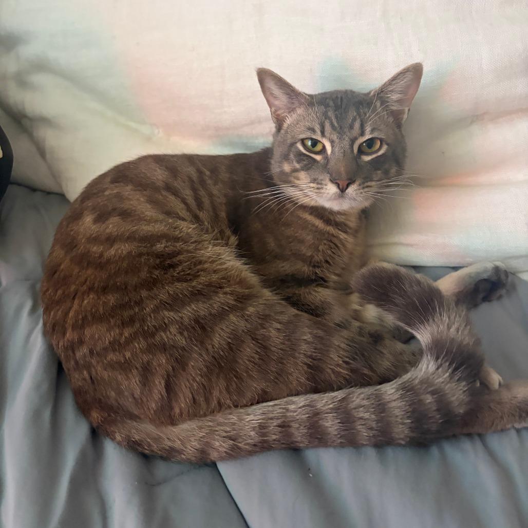 Sonny BBQute — thumbnail 4