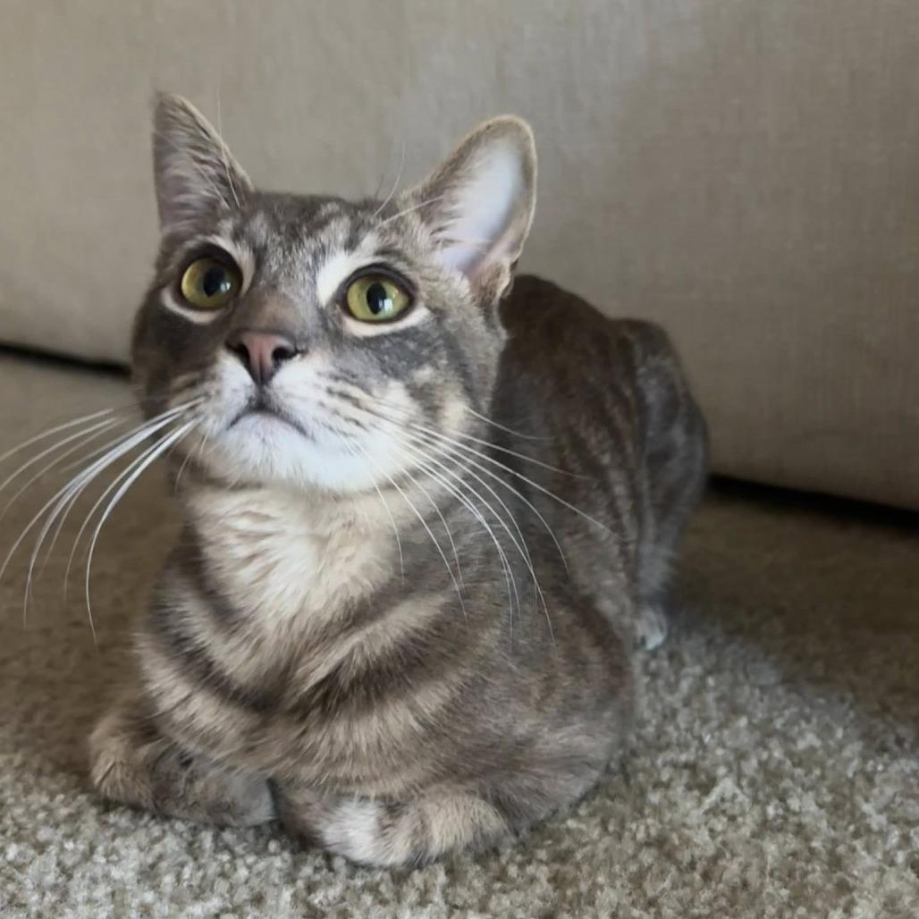 Sonny BBQute — thumbnail 5