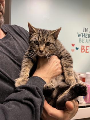 Enlarge Pudgie Boo, a Adoptable mixed breed in Williamsport, PA image 1/1