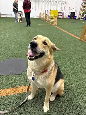 Reevah Robin, Adult Female German Shepherd Dog
