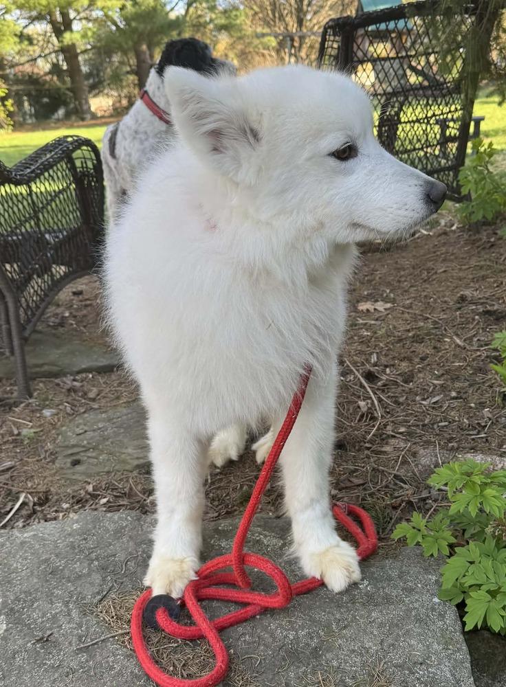 Buster, Adoptable, Adult Male Samoyed.