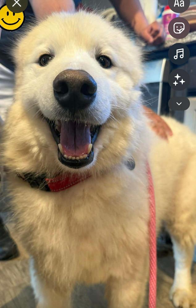Enlarge Buster, a Adoptable Samoyed in East Greenville, PA image 2/6