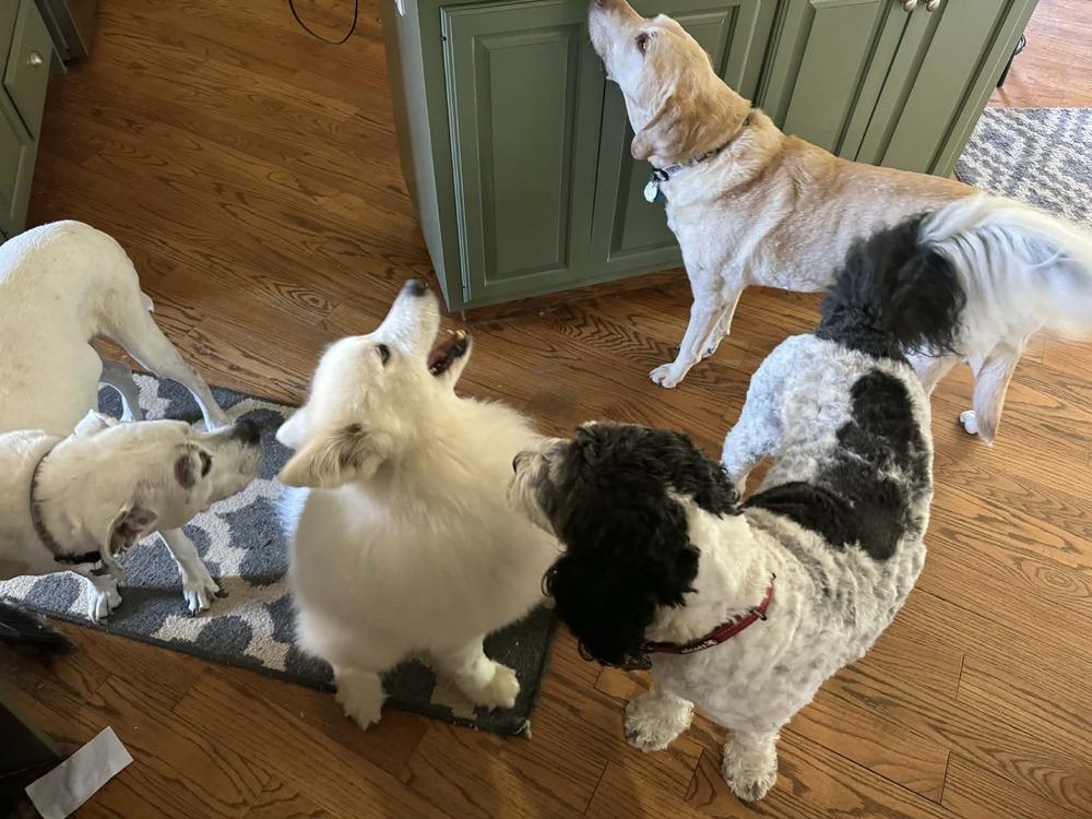 Enlarge Buster, a Adoptable Samoyed in East Greenville, PA image 3/6