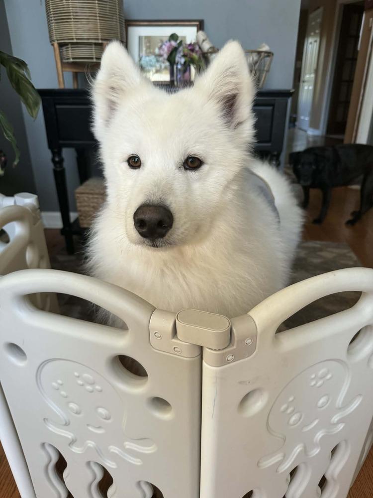 Enlarge Buster, a Adoptable Samoyed in East Greenville, PA image 4/6