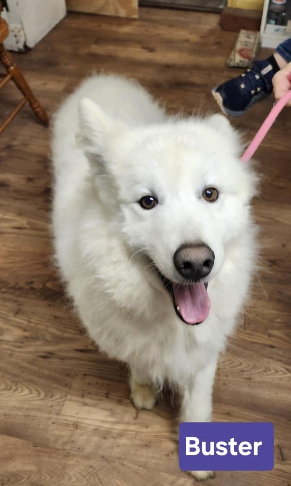 Enlarge Buster, a Adoptable Samoyed in East Greenville, PA image 5/6