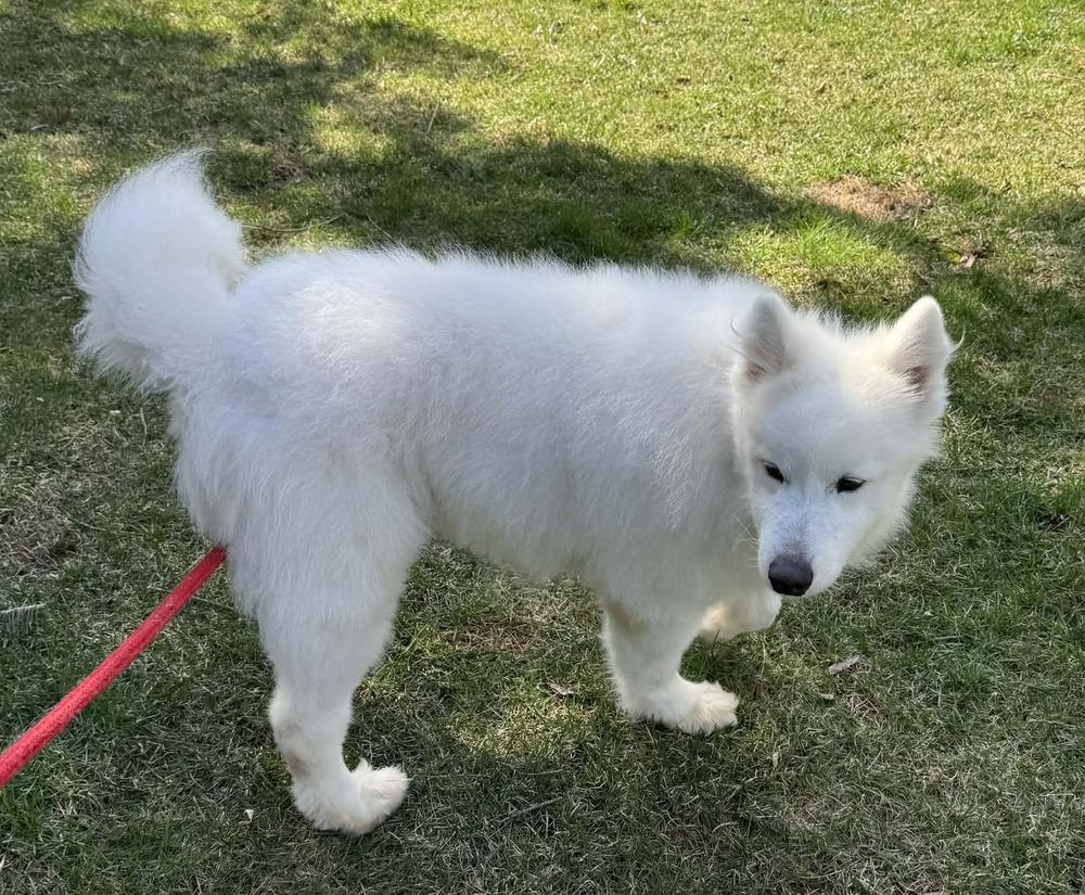 Enlarge Buster, a Adoptable Samoyed in East Greenville, PA image 6/6
