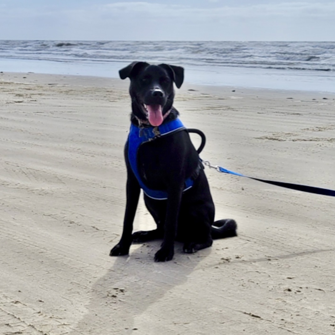 Dog for adoption Ty, a Black Labrador Retriever in Erie, PA Petfinder