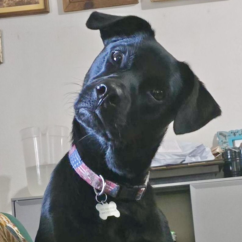Dog for adoption Ty, a Black Labrador Retriever in Erie, PA Petfinder
