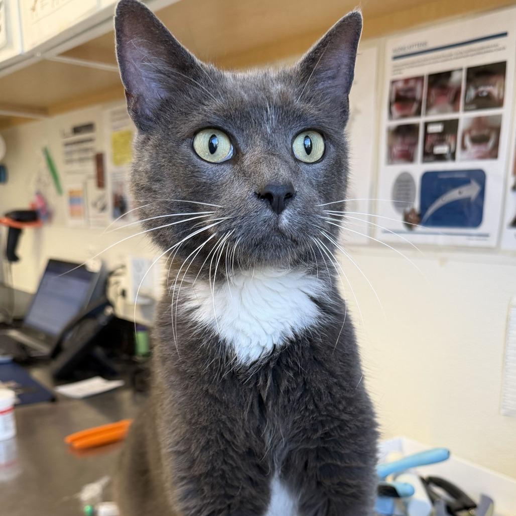 Enlarge Stanley, a Adoptable Domestic Short Hair in Rifle, CO image 1/1
