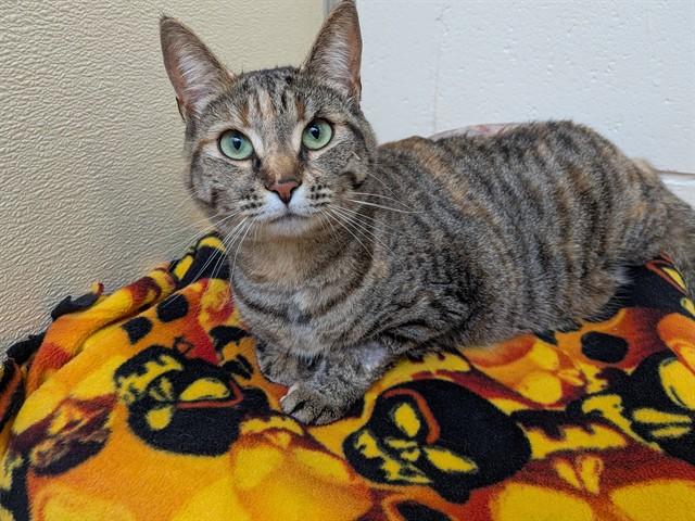Enlarge LOONA, a Adoptable Domestic Short Hair in Toronto, ON image 1/1