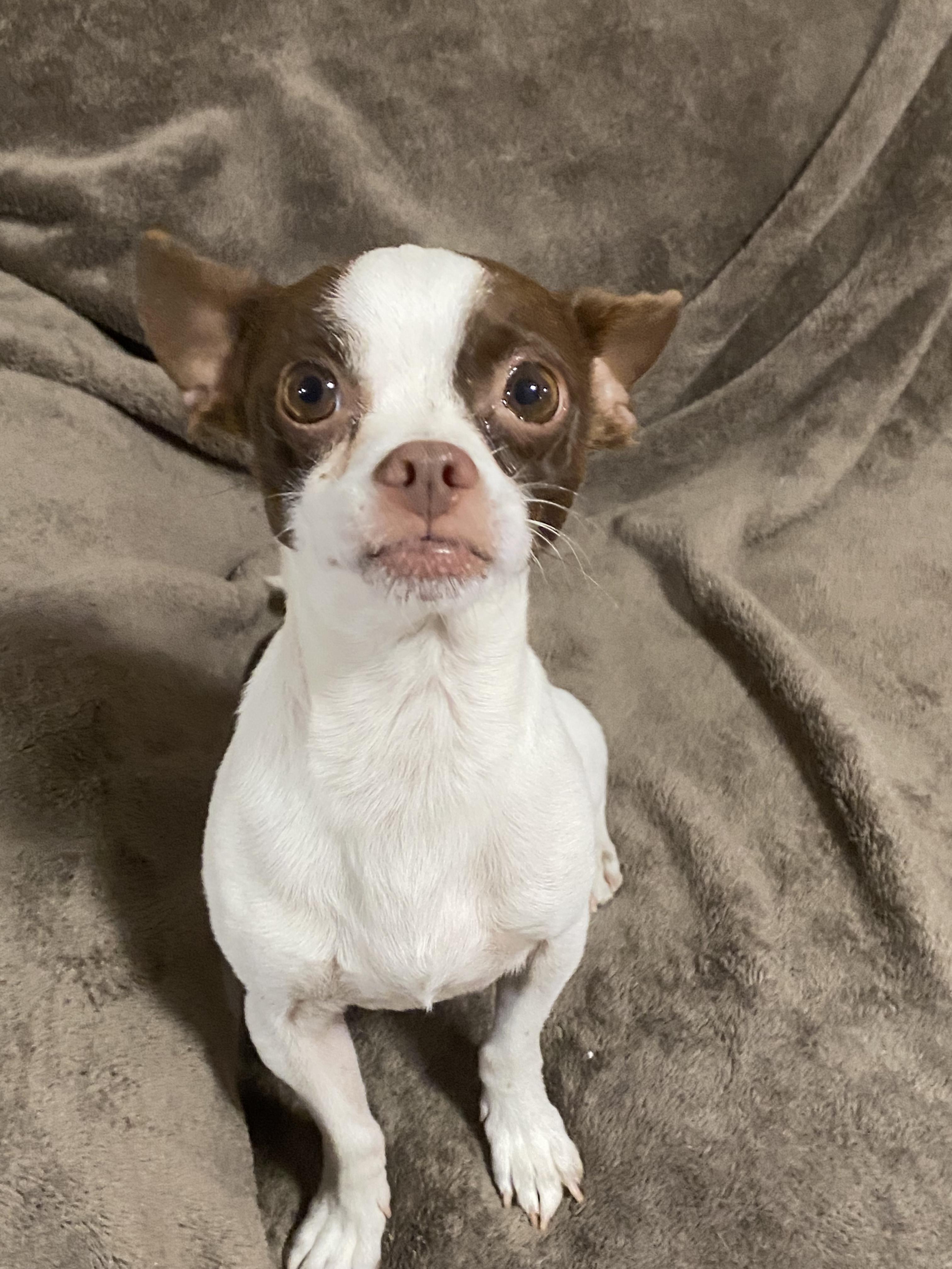 Enlarge Carson, a ADOPTABLE mixed breed in Oakland, CA image 4/6