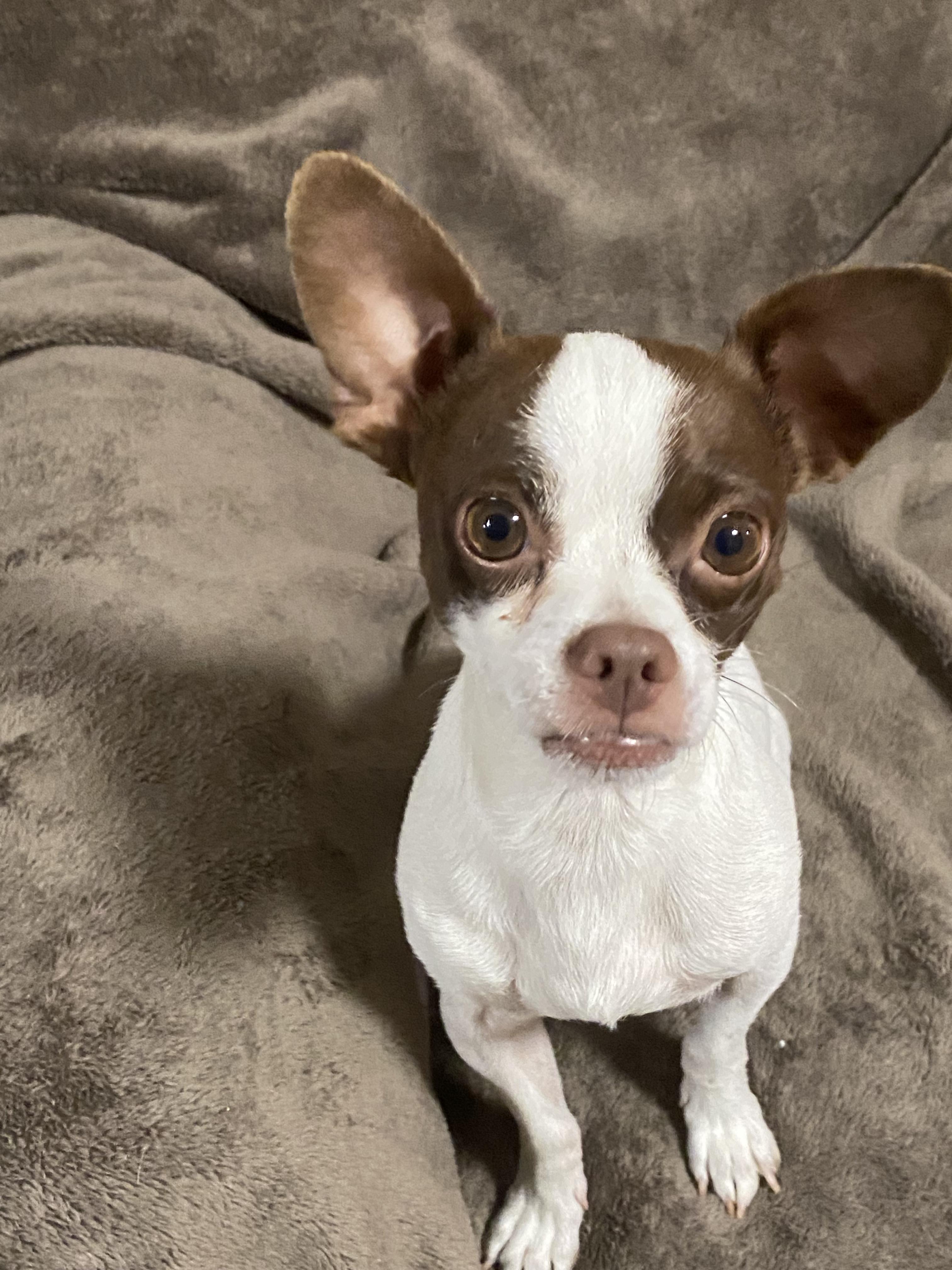 Enlarge Carson, a ADOPTABLE mixed breed in Oakland, CA image 3/6