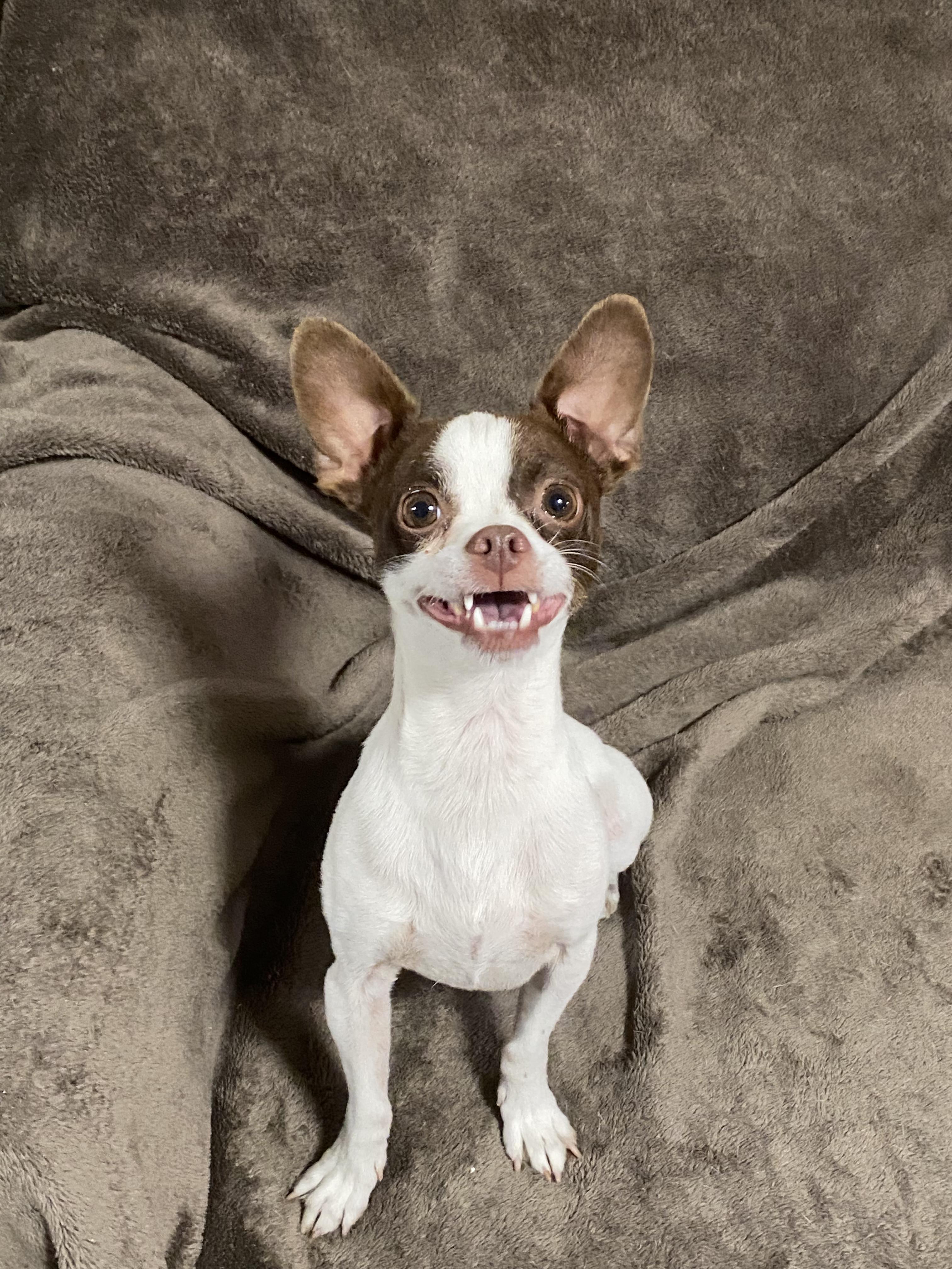 Enlarge Carson, a ADOPTABLE mixed breed in Oakland, CA image 6/6
