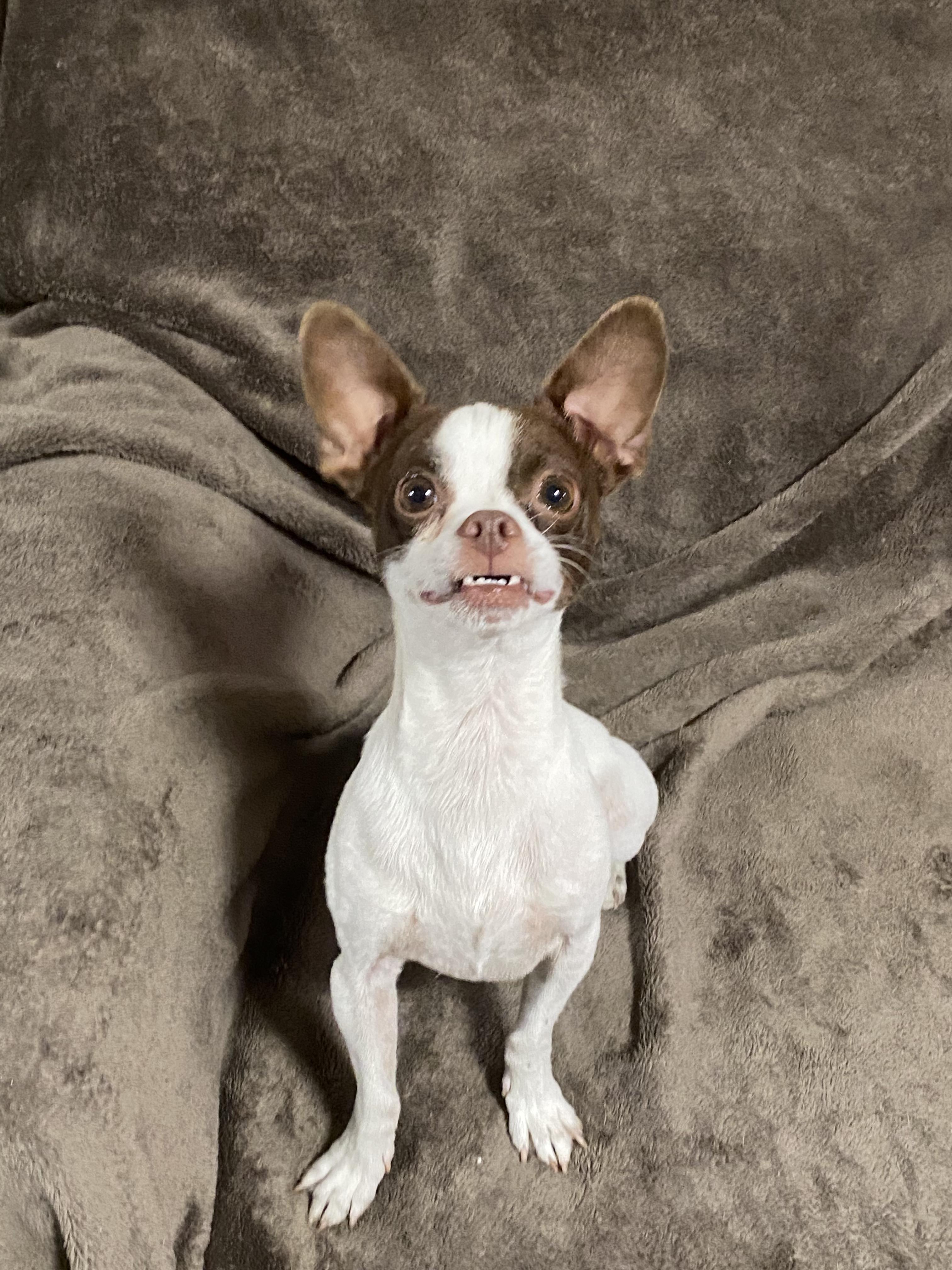 Enlarge Carson, a ADOPTABLE mixed breed in Oakland, CA image 5/6