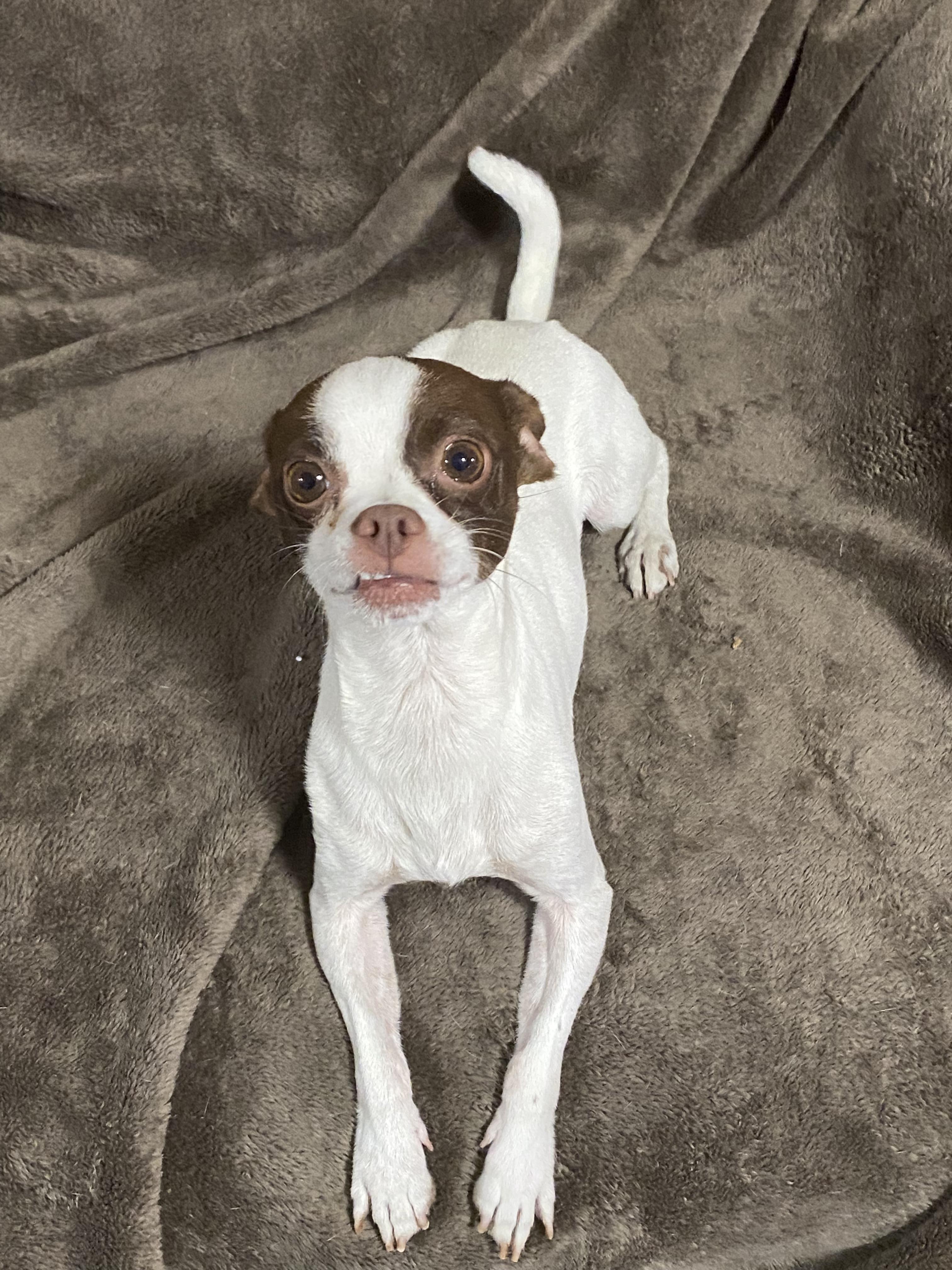 Enlarge Carson, a ADOPTABLE mixed breed in Oakland, CA image 2/6