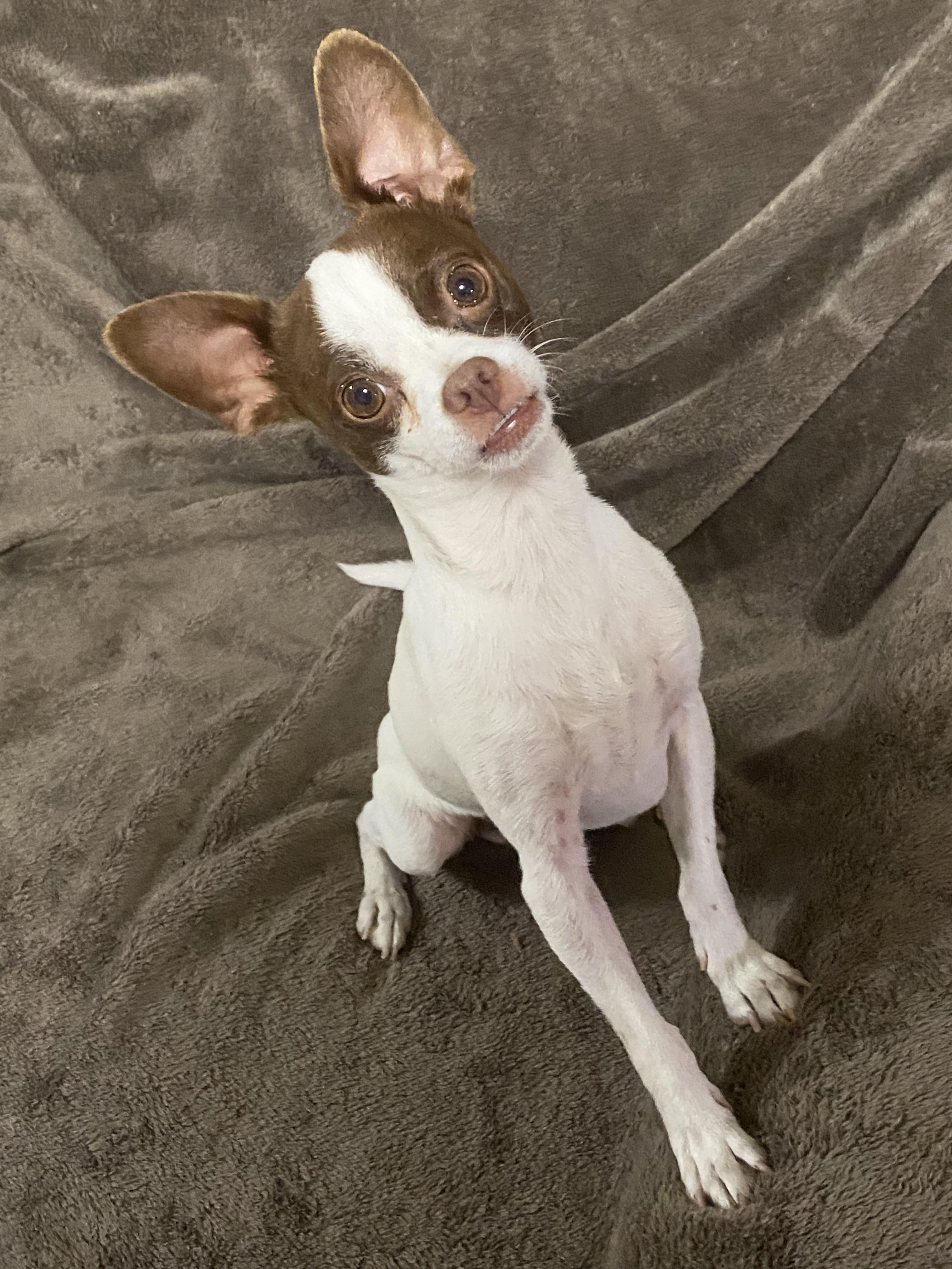 Carson, ADOPTABLE, Adult Male Chihuahua.