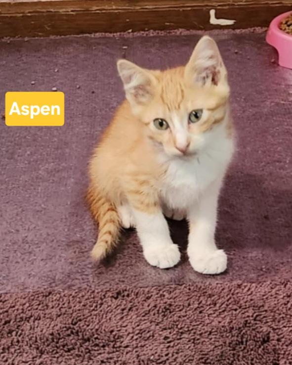 Aspen