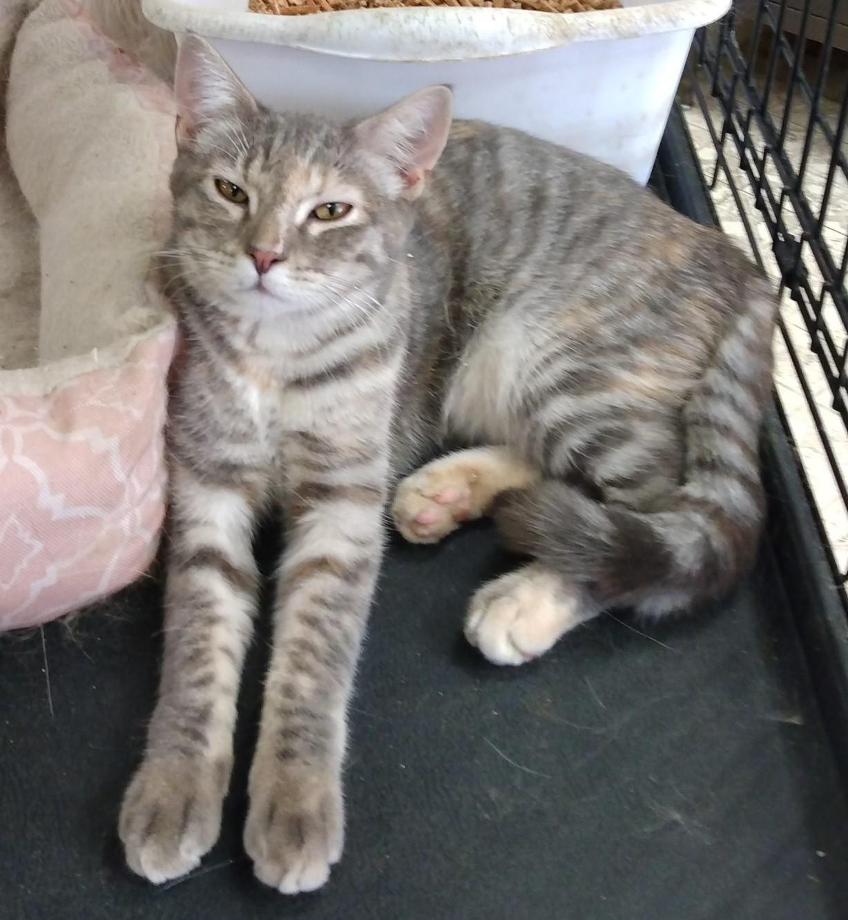 Enlarge Spangle, a Adoptable mixed breed in Buhl, ID image 1/4